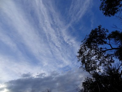 backyard sky