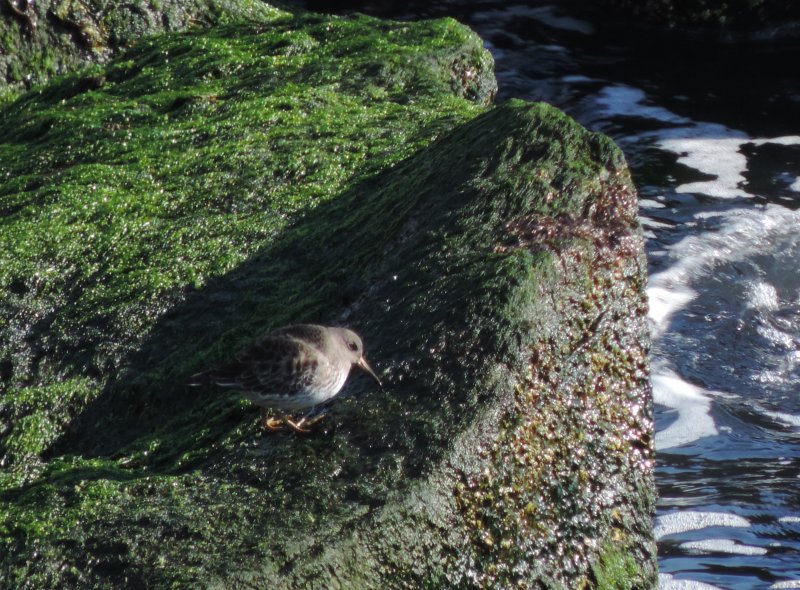 Sandpiper Purple 021415  b.JPG