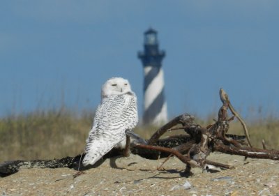 Owl Snowy 113013 NC a7.JPG