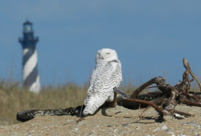 Owl Snowy 113013 NC a11.JPG