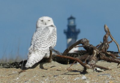 Owl Snowy 113013 NC ab2.JPG