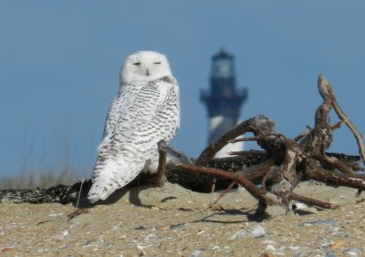 Owl Snowy 113013 NC ab3.JPG