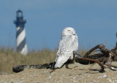 Owl Snowy 113013 NC ab.JPG