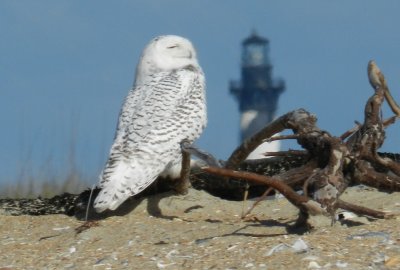 Owl Snowy 113013 NC abb.JPG