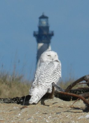 Owl Snowy 113013 NC ad1.JPG