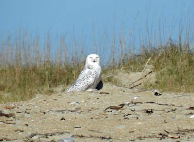 Owl Snowy 113013 NC d1.JPG