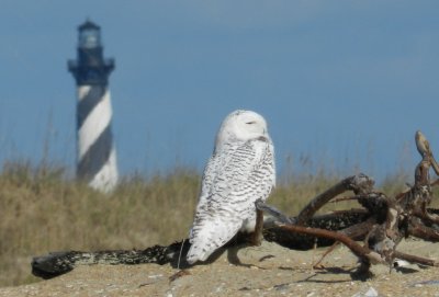 Owl Snowy 113013 NC d3.JPG