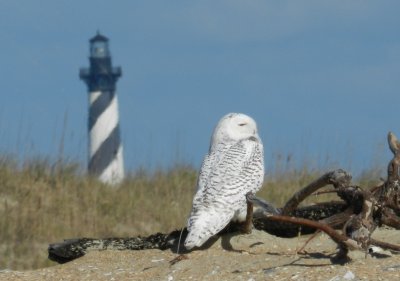 Owl Snowy 113013 NC d4.JPG