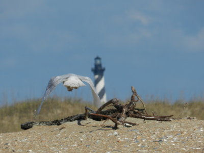 Owl Snowy in flight 113013 NC .JPG