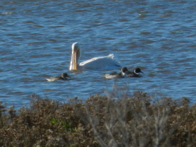 White Pelicans and Pintails Pea Is 113013.JPG