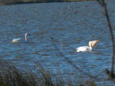 White Pelicans and Swans Pea island 113013 a.JPG
