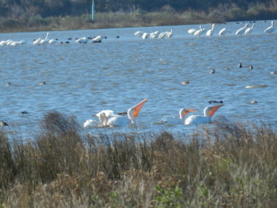 White Pelicans Pea Is 113013.JPG