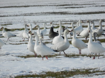 Snow Geese 4.JPG