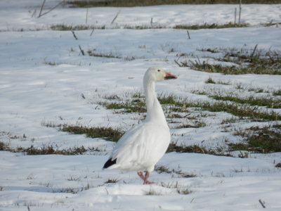 Snow Geese 13.JPG