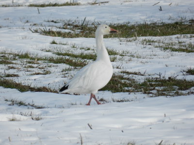 Snow Geese 14.JPG