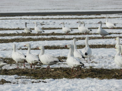 Snow Geese 15.JPG