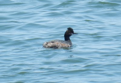 Grebe Eared York R. 041214 a.JPG