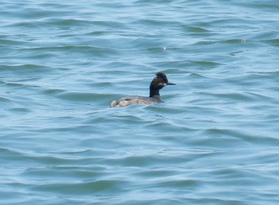 Grebe Eared York R. 041214 b.JPG