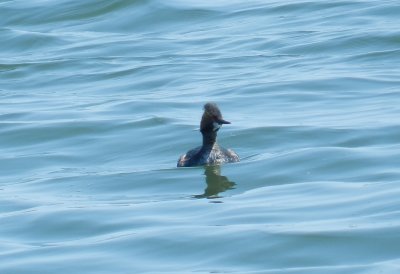 Grebe Eared York R. 041214 f.JPG