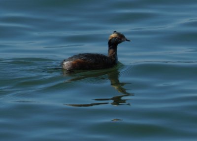 Grebe Horned Ft Monroe 032114.JPG