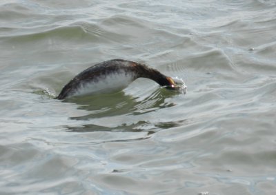 Grebe Horned Ft Monroe 032714 d.JPG