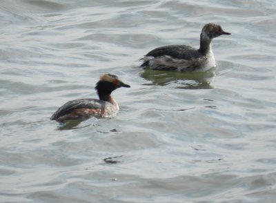 Grebe Horned Ft Monroe 032714 c.JPG