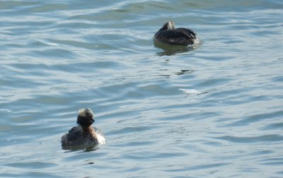 Grebe Horned Ft Monroe 032714 g.JPG