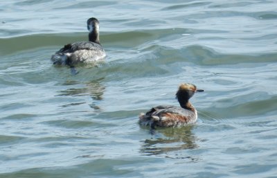 Grebe Horned Ft Monroe 032714 j.JPG