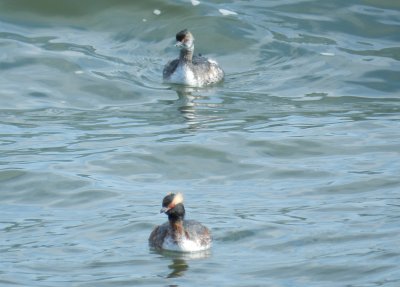 Grebe Horned Ft Monroe 032714 l.JPG