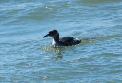 Grebe RN Ft Monroe 032114 a.JPG