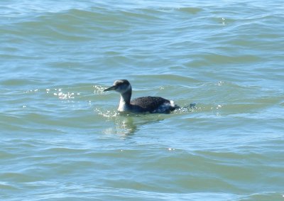 Grebe RN Ft Monroe 032114 c.JPG