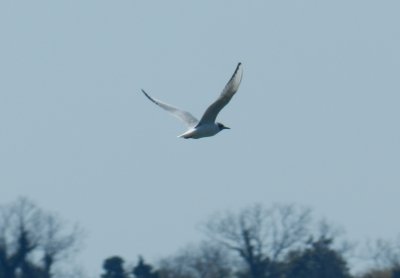 Gull Bonepartes York R.JPG