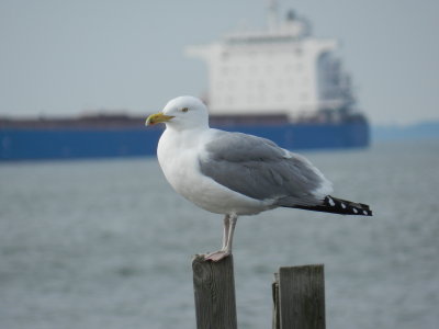 Gull Herring Ft Monroe 032114.JPG