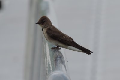 Swallow NRW CG station May 14 a.JPG