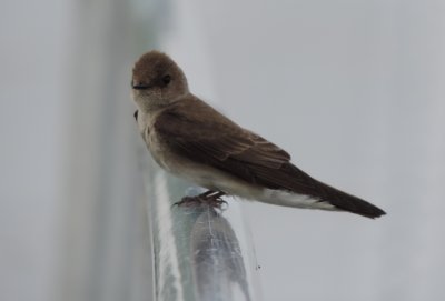 Swallow NRW CG station May 14 b.JPG