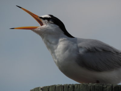 Tern Least CG station May 2014 a.JPG