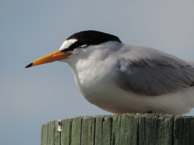 Tern Least CG station May 2014 c.JPG