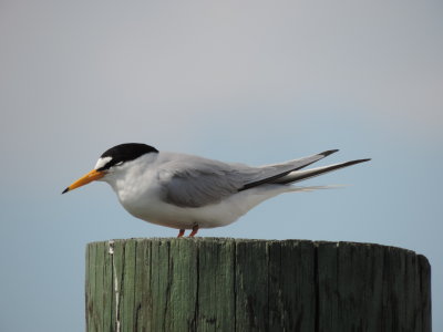 Tern Least CG station May 2014 d.JPG