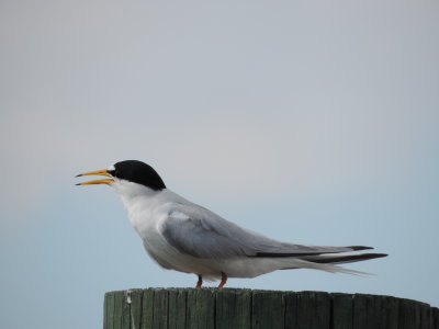 Tern Least CG station May 2014 f.JPG