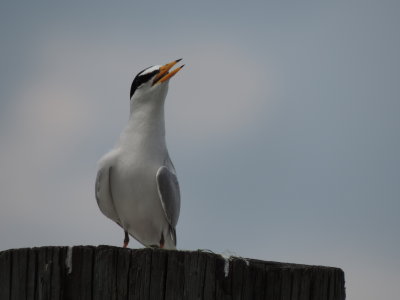 Tern Least CG station May 2014 j.JPG