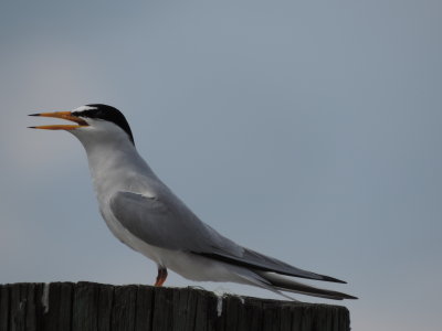 Tern Least CG station May 2014i.JPG