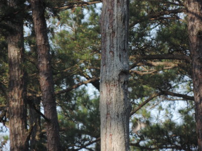 WP Red Cockaded 053114 Tree Cavity.JPG