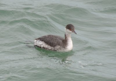 Grebe Horned CBBT 021415.JPG