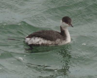 Grebe Horned CBBT 021415 A.JPG