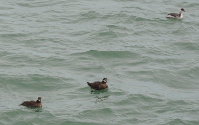 Harlequin and Grebe.JPG