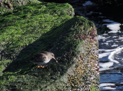 Sandpiper Purple 021415 a.JPG