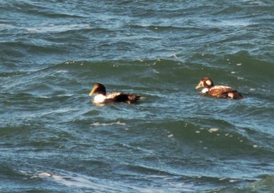 Eider Common 021415 a.JPG