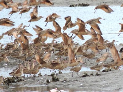 Godwit Marbled 021415 d.JPG