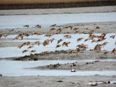 Godwit Marbled 021415 e.JPG