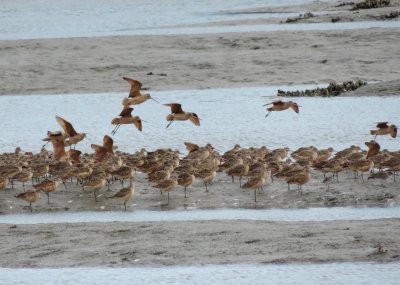 Godwit Marbled 021415 f.JPG